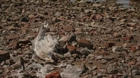 Close-up of dirty ground with trash and debris Stock Photos