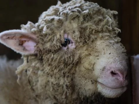 Close-up of dirty sheep with curly wool inside wooden barn Stock Photos