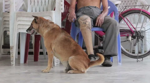 Close-up disable old man with prosthesis sitting on the chair with dog Stock Footage 64836788