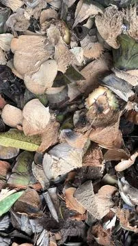 Close up of discarded brown nut shells and dry leaves piled together in muted Foto stock