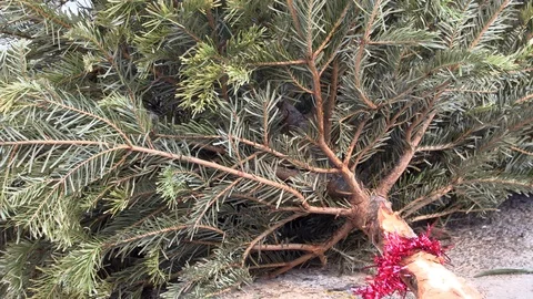 Close-up of discarded Christmas tree on roadside curb after New Year’s Eve Stock Footage 100768278