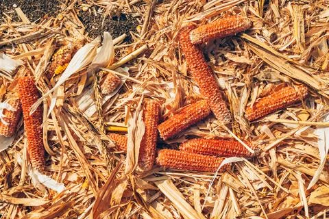 Close-up of discarded maize cobs lying among dry corn stalks, leaves and fi.. Stock Photos