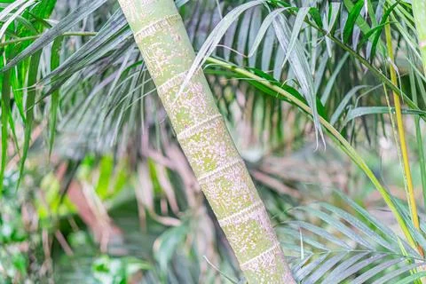 Close-up of a discolored palm tree trunk with algae growth or staining, set.. Stock Photos