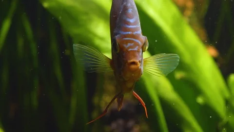Close up of discus fish Video stock 121854600