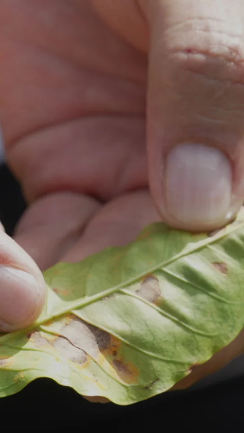 Close-up of Diseased Coffee Plant Leaf in Vertical Format Stock Footage 332161222