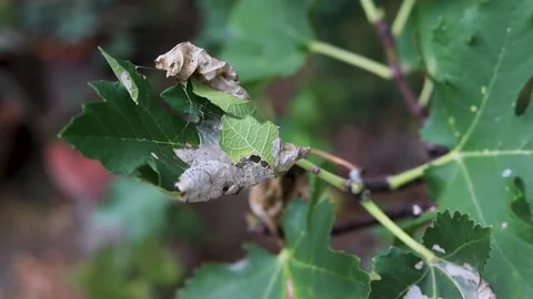 Close-Up of Diseased Infected Drying Fig Tree. 스톡 동영상 345183133