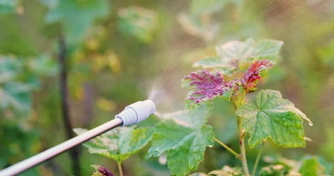 Close up of a diseased red currant bush. Man is spraying leaves of a plant wi Stock Footage 276602718