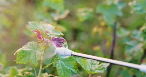 Close up of a diseased red currant bush. Man is spraying leaves of a plant wi Stock Footage 276607819