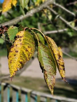 Close up of diseased yellow cherry leaf with spots and infection 스톡 사진