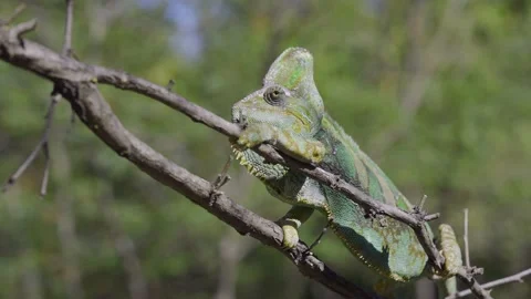 Close-up of disgruntled elderly chameleon walking along thorny branch of tree  Stock Footage 230047794