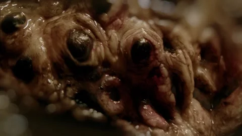 Close-up of disgusting crawling alien creature with many eyes. Sci-fi, science Stock Footage 249626956