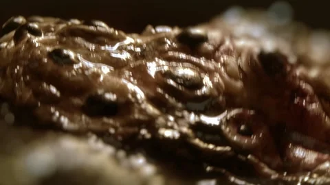 Close-up of disgusting crawling alien creature with many eyes. Sci-fi, science Stock Footage 249627098