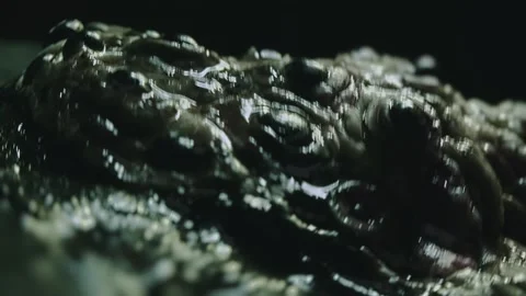 Close-up of disgusting crawling alien creature with many eyes. Sci-fi, science Stock Footage 249627129