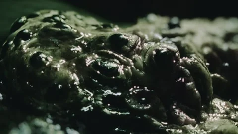 Close-up of disgusting crawling alien creature with many eyes. Sci-fi, science Stock Footage 249627288