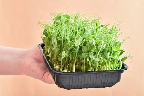 Close-up of a disposable container with sprouted peas. Micro green on beige Stock Photos