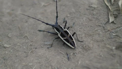 Close-up of distinctive beetle exploring natural terrain Stock-Footage 271476043