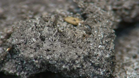 Close to disturbed fire ants moving quickly outside of mound A Stock Footage 115509084