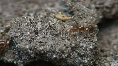 Close to disturbed fire ants moving quickly outside of mound B Video stock 115509085