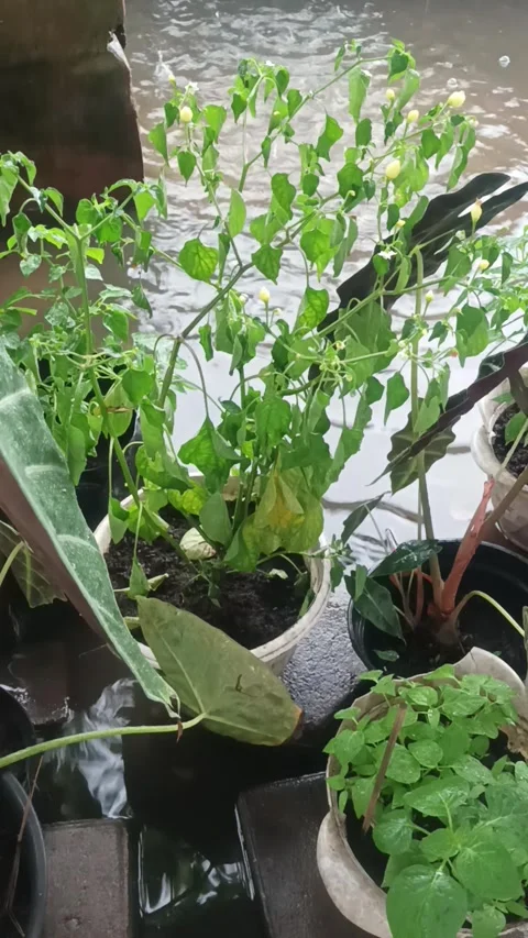 A close up of disverse indoor plants Stock Footage 276785392