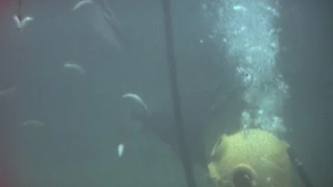 Close Up Diver Hand Feeding Dolphins Marineland Vintage Stock Footage Stock Footage 302434835