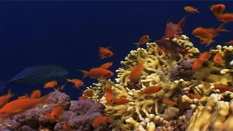 Close Up of Diverse Coral Formation Stock Footage 300061538