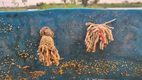 Close Up Of DIY Rope Handles Tied On Plastic Feeding Drum Container For Farming Stock Footage 341907844