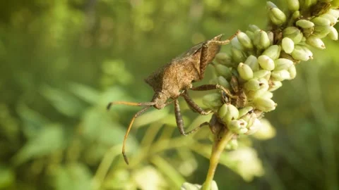 Close up of dock bug (coreus marginatus) in its natural environment Stock Footage 341494431