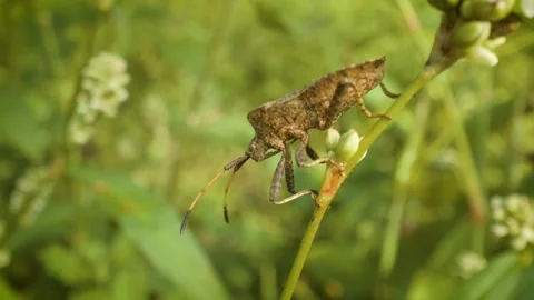 Close up of dock bug (coreus marginatus) Stock-Footage 341494449