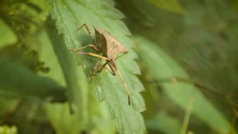 Close up of dock bug (coreus marginatus) in its natural environment Stock-Footage 341494539