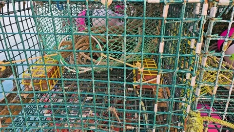 Close-up of dockside lobster traps with colorful blue cages, tangled green Stock Footage 343942596