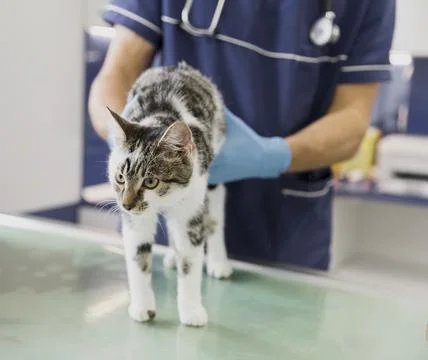 Close up doctor with stethoscope checking cat. High quality photo Stock Photos
