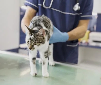 Close up doctor with stethoscope checking cat Stock Photos