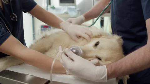 Close up of doctor's anaesthetising the dog on the table Stock Footage 195100997