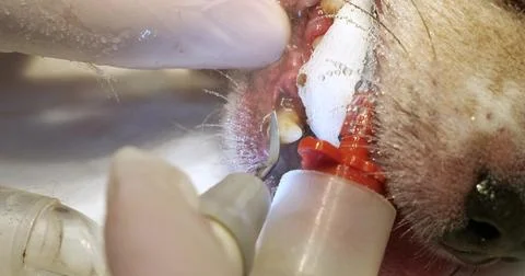 Close-up. The doctor's hand is cleaning the teeth of a dog under anesthesia Stock Photos