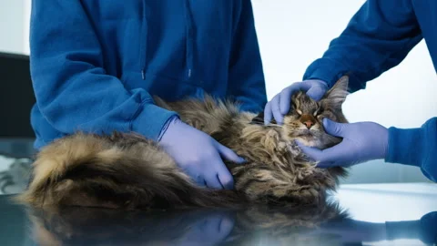 Close up Doctors hands in protective gloves checking cats eyes mouth infection Video stock 244680109