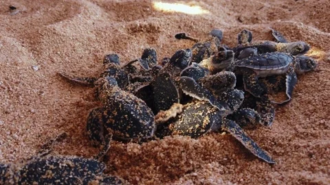 Close up documentary shot of Leatherback baby sea turtle hatchlings emerging Stock Footage 337196630