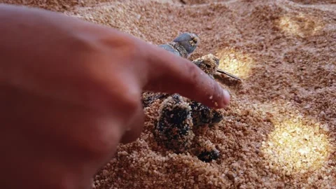 Close up documentary shot of several sea turtle hatchlings emerging from nest Stock Footage 337196818