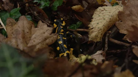 CLOSE UP, DOF: Fire salamander crawling among wet autumn leaves and green ivy Stock Footage 343564977
