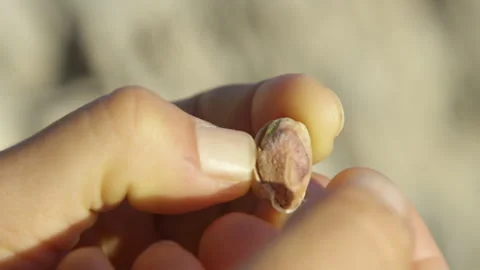 CLOSE UP, DOF: Green pistachio kernel being gently peeled by hand and eaten Stock Footage 329900724