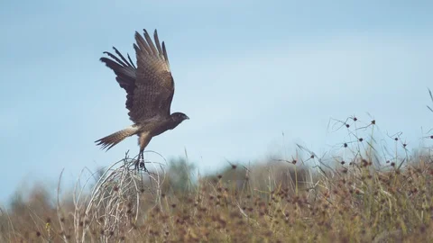 Bird of prey in meadow at sunset. Lens 2, Stock Video