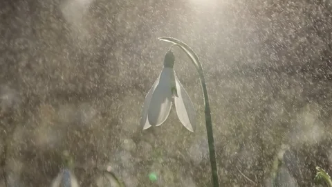 CLOSE UP, DOF: Light spring rain falling on white spring flower called snowdrop Stock Footage 73649927