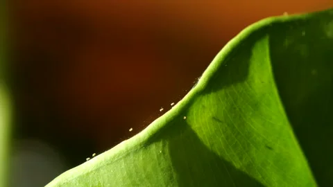 CLOSE UP, DOF, MACRO: Leaf in evening light with visible web strands and insects Stock Footage 315216506
