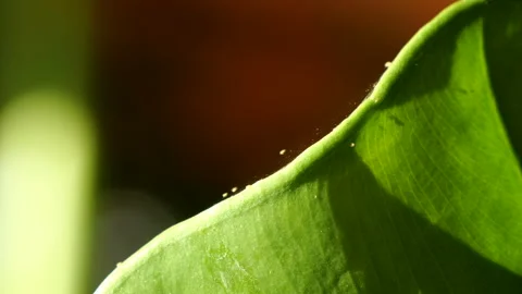 CLOSE UP, DOF, MACRO: Multiple white insects marching along strand of webbing Stock Footage 315217456