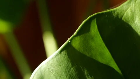 CLOSE UP, DOF, MACRO: Tiny insects and webbing along the curved edge of the leaf Stock Footage 315217308