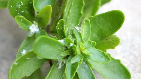 CLOSE UP, DOF, MACRO, TOP DOWN: Mealybug infestation on green succulent plant Stock-Footage 315215888