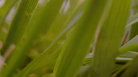 CLOSE UP, DOF: Moving backwards through grass foliage of lush green garden lawn Stock Footage 229716509