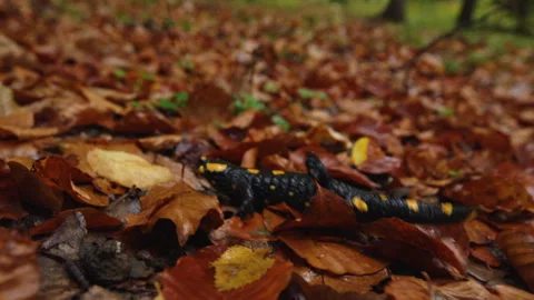 CLOSE UP, DOF: Salamander crawling through damp leaf litter in autumn forest Stock Footage 343565568