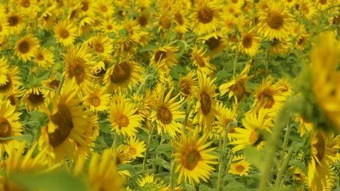 CLOSE UP, DOF: Scenic view of tiny bees flying around a lush sunflower field Stock Footage 125711849
