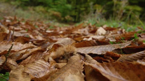 CLOSE UP, DOF, SLOW MOTION: Chestnut burr bounces on wet autumn leaves in forest Stock Footage 343564503