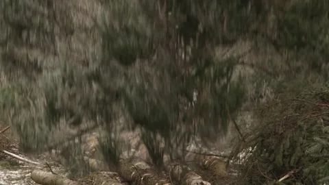 CLOSE UP DOF: Spruce tree falling and crashing hard on the ground when being cut Stock Footage 76013150